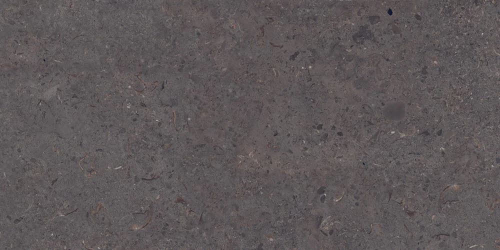 Clam Shell Bronze